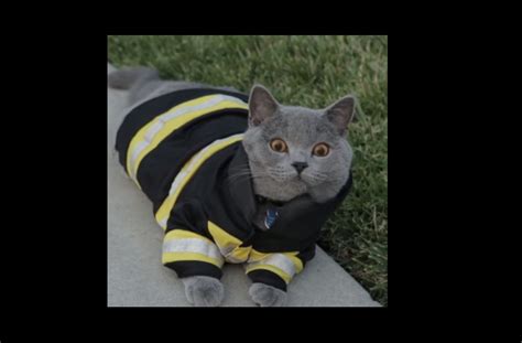 Cat Firefighter Comes To The Rescue... Almost Fire Safety Rules, Firefighter, Cute Cats, Travel ...