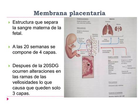 Placenta Y Membranas Fetales Ppt