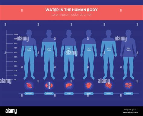 Diferencia Porcentaje De Agua En El Cuerpo Humano Infograf A Sobre