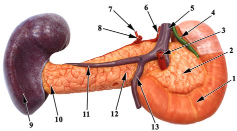 Pancreas Model Posterior Diagram Quizlet