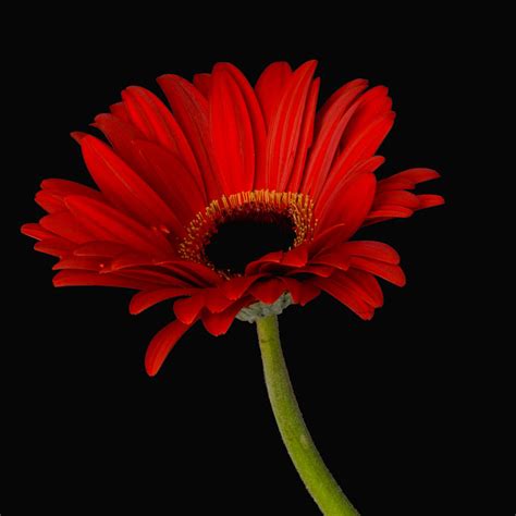 Red Gerbera Daisy Photograph by Dawn Black