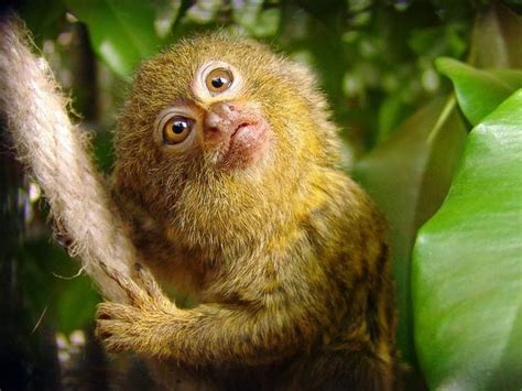 Pygmy Marmoset The Worlds Cutest Pet Or Best Left Wild Pygmy