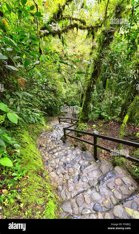 Rainforest in Ecuador Stock Photo - Alamy