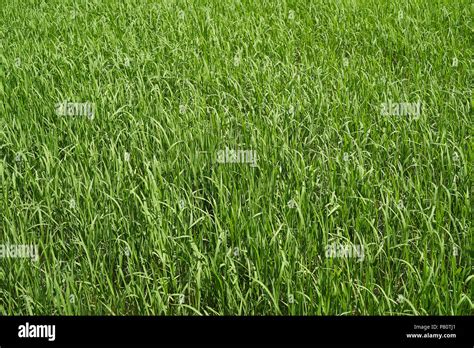 Rice Plant In The Delta Del Ebro Stock Photo Alamy