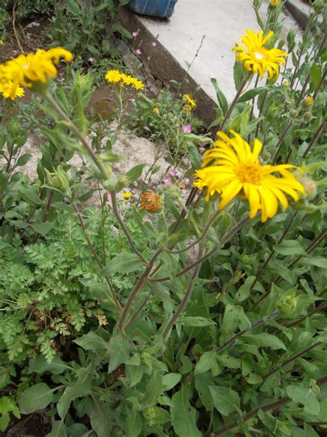 Para Que Sirve La Planta Medicinal De Arnica Plantă Blog