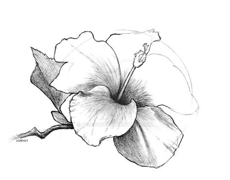 Drawing Hibiscus Flower By Jgarvey On Deviantart