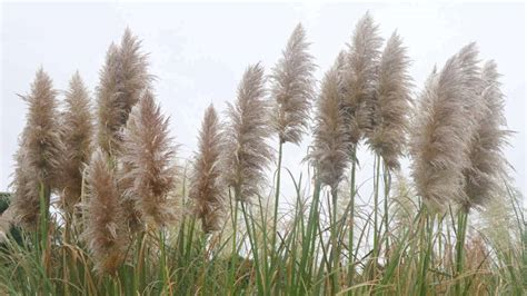 How To Grow And Care For Pampas Grass Plus Decor Ideas