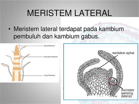 Jaringan Meristem Lateral Brain