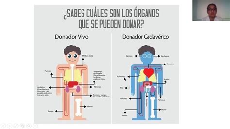 CÓMO FUNCIONA LA DONACIÓN Y TRANSPLANTE DE ÓRGANOS Y TEJIDOS YouTube