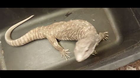 Healthy Savannah Monitor Male Everts Hemipenes Looking For Female Youtube