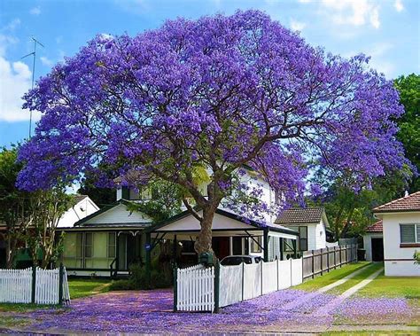 Muda de Jacarandá Mimoso Roxo feita de semente Plantei