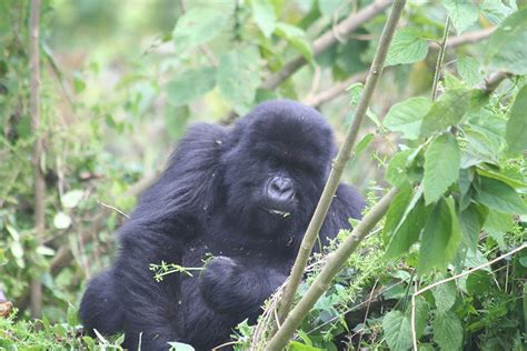 3 Day Gorilla Habituation Safari Through Kigali Eco Adventure Safaris