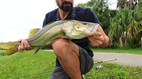 How To Catch Freshwater Snook In Naples Florida Youtube