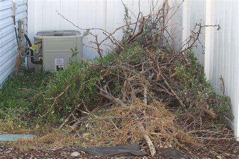 Use A Brush Pile To Attract Birds Looking For Shelter