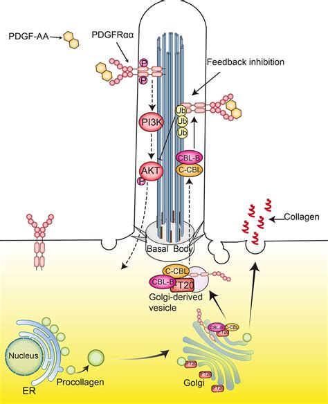 Primary Cilia Structure