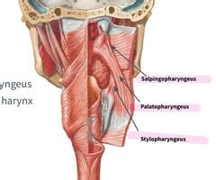 Muscles Of The Tongue And Palate Flashcards Quizlet