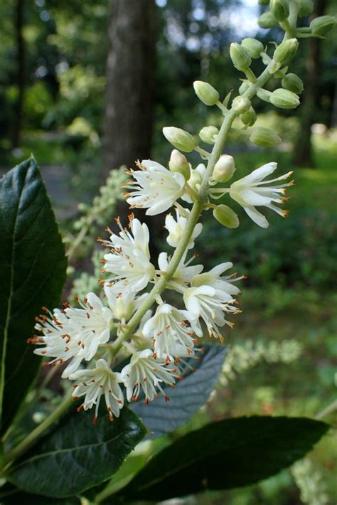 Clethra Aln Hummingbird Summersweet Hummingbird 3 Behmerwald Nursery