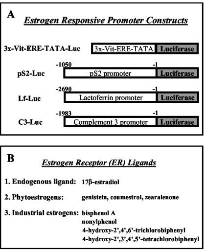 Estrogen Responsive Promoter Constructs And ER Ligands Used In The