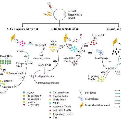 The Basic Retinal Structure Histological Appearance Of Choroid And