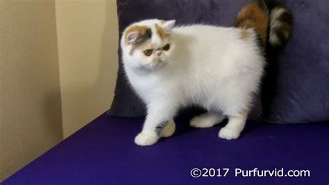 Brown Patch Mac Tabby White Exotic Shorthair Female Youtube