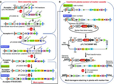 Schematic Representation Of Tgsii For Transgene Stacking Download