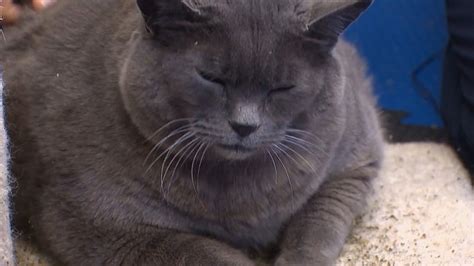 Underwater Treadmill Cinder Block Cat