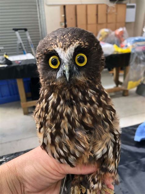 This Little Rescue Owl Needed A Bath And The Photos Are Adorable The