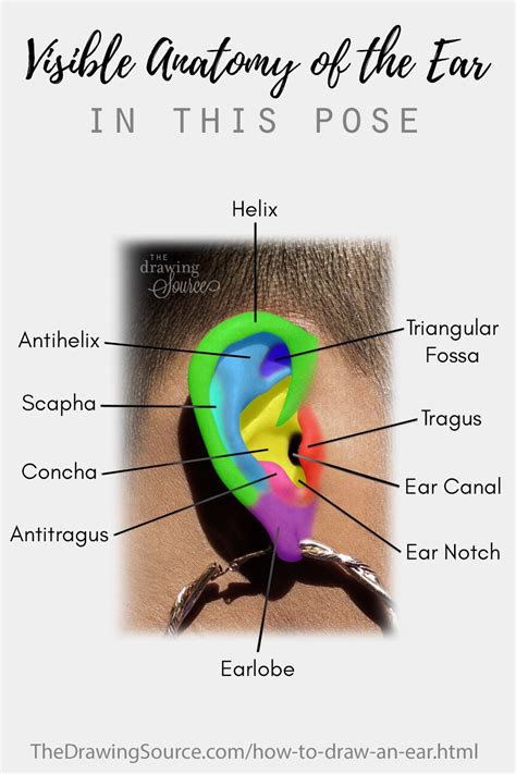 How To Draw An Ear Ear Anatomy Anatomy Drawing Anatomy Art Eye