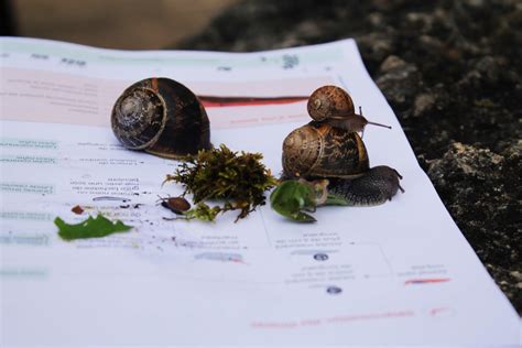 Vigie Nature La D Couverte Des Sciences Participatives Pour La