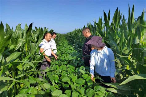 农技中心组织召开大豆玉米带状复合种植示范试验观摩会 部门动态 勉县人民政府