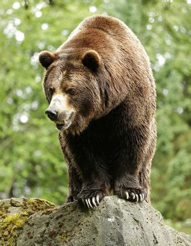 Interior Kills Grizzly Reintroduction Plan For North Cascades