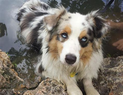 Perros con ojos de diferentes colores - Perros Amigos