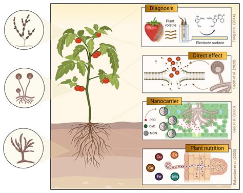 Tiny But Mighty Nanoscale Materials In Plant Disease Management