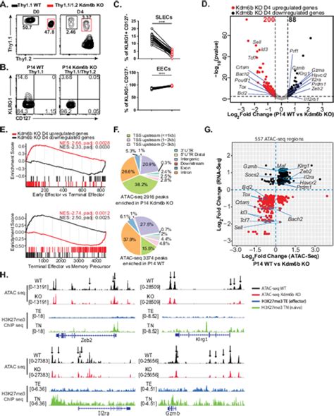 Kdm6b Regulates The Generation Of Effector Cd8 T Cells By Inducing