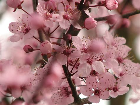 Beautiful Cherry Blossom ♡ - Cherry Blossom Photo (35246814) - Fanpop