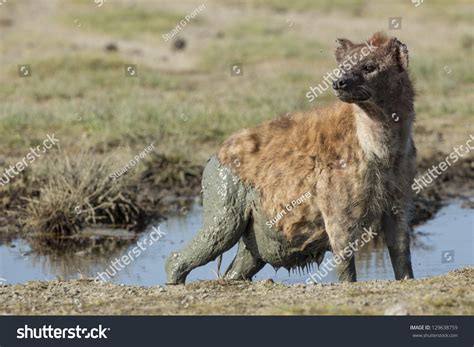 Pregnant Female Spotted Hyena Crocuta Crocuta Stock Photo 129638759