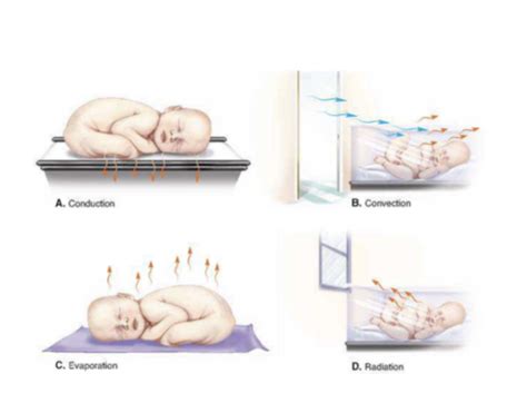 Ped S Exam 3 Flashcards Quizlet