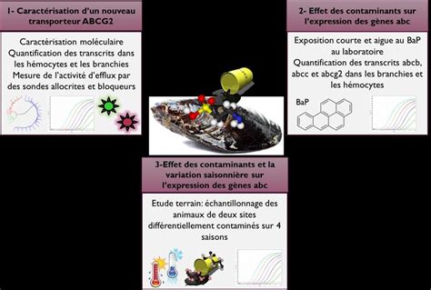 Schéma récapitulatif de la démarche expérimentale suivie pour l étude