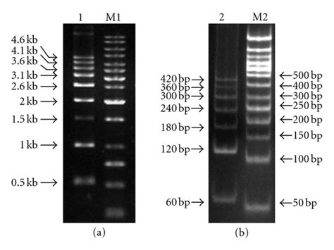 A Bp Dna Ladder On Agarose Gel Lane And B Bp Dna