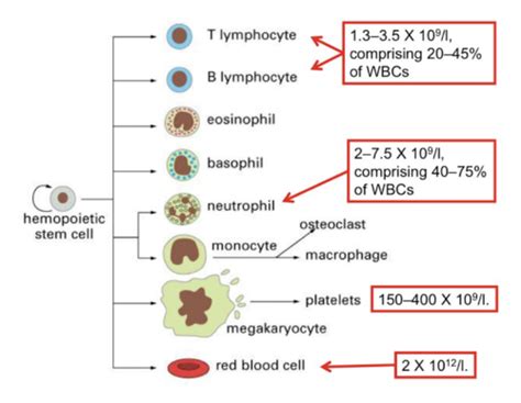 Haemoglobin And Haemoglobin Genes Flashcards Quizlet