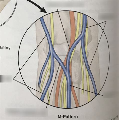 Antecubital Veins M Pattern Diagram Quizlet