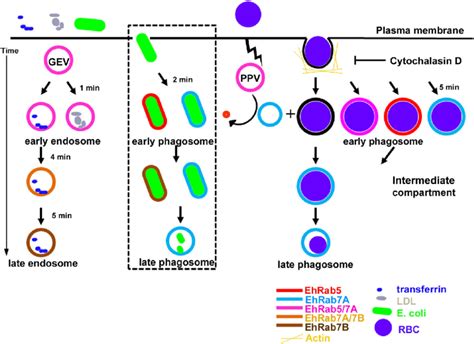 Intracellular Trafficking Of UPEC In E Histolytica The Process Begins