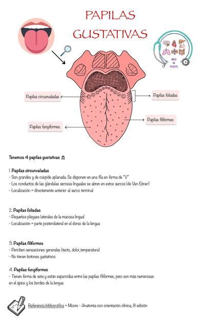 Papilas Gustativas Papilas Gustativas Lengua Udocz