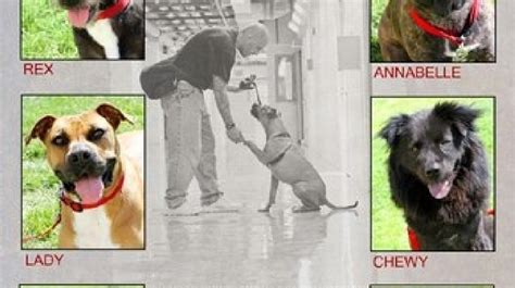 Meet six dogs up for adoption from Two Rivers Correctional Institution