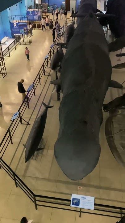 Dalian Natural History Museum Youtube