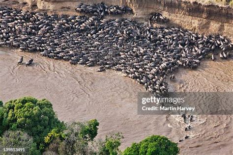 64 Wildebeest Migration Aerial Stock Photos, High-Res Pictures, and ...