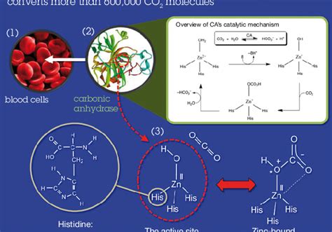 The Very Active Site Of Carbonic Anhydrase Blood Cells 1 Contain The