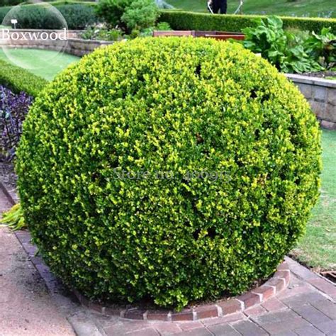 Ornamental Evergreen Trees Shrubs Hot Sex Picture