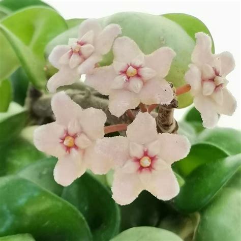 Hoya Carnosa Compacta 14 Cm Asclepiadaceae Giromagi Vendita Piante