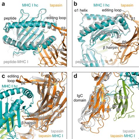 Molecular Chaperone Interactions Visualized Through X Ray Structure